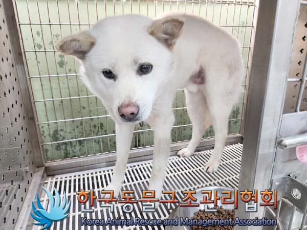한국동물구조관리협회_441409202400444